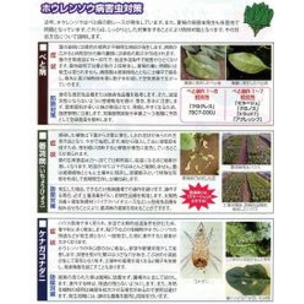 画像2: 送料無料　[ほうれんそう]　まほろば法蓮草　1dl　サカタ交配 (2)