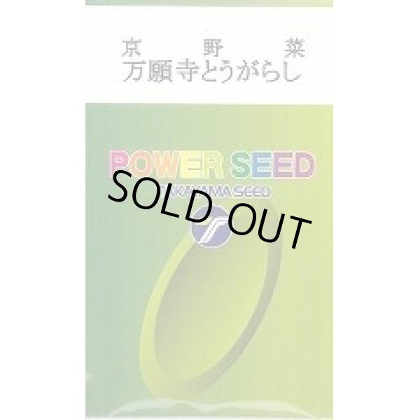 画像1: 送料無料　[とうがらし]　万願寺とうがらし　20ml　(株)タカヤマシード (1)