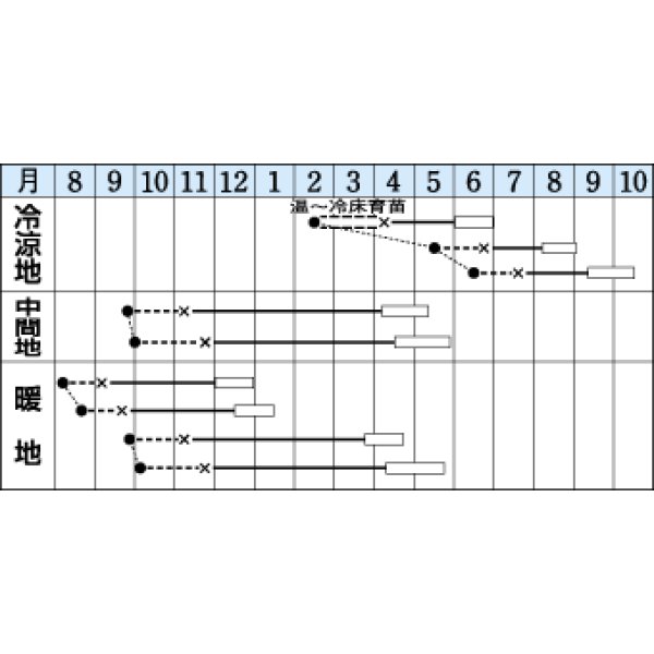 画像3: 送料無料　キャベツ　味春　2000粒　タキイ種苗(株) (3)