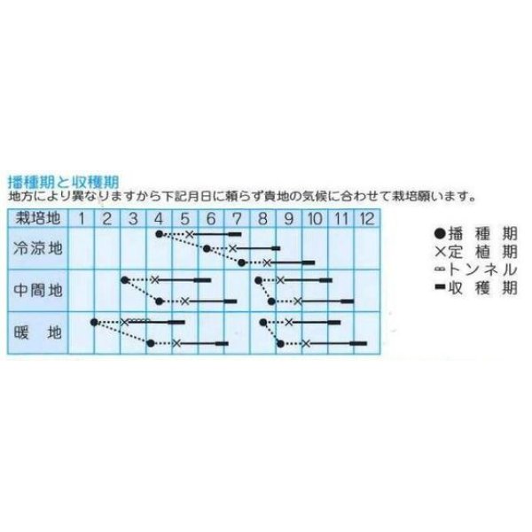 画像2: 送料無料　[レタス]　プレジデント　1ml　(株)タカヤマシード (2)