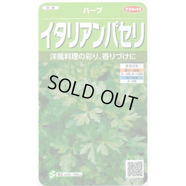 画像1: 送料無料　[ハーブの種]　イタリアンパセリ　約350粒　(株)サカタのタネ　実咲（003178） (1)