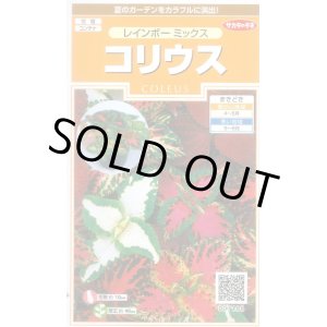 画像: 送料無料　花の種　コリウス　レインボーミックス　約72粒　(株)サカタのタネ　実咲200（026332）