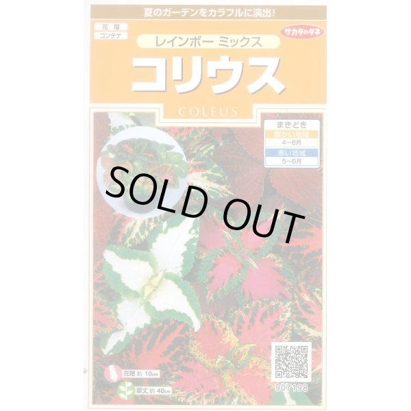 画像1: 送料無料　花の種　コリウス　レインボーミックス　約72粒　(株)サカタのタネ　実咲200（026332） (1)