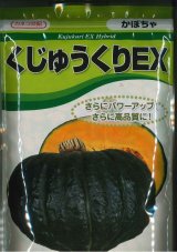 画像: 送料無料　[かぼちゃ]　くじゅうくりEX南瓜　500粒　カネコ交配