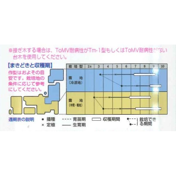 画像2: 送料無料　[トマト]　強力米寿　1000粒　タキイ種苗(株) (2)