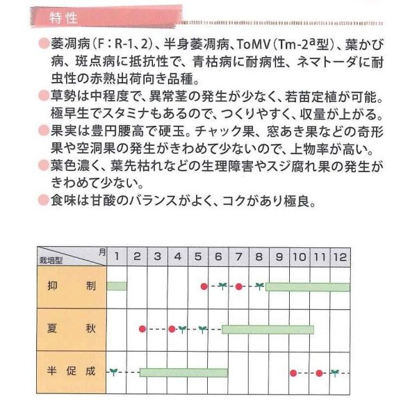 画像4: 送料無料　[トマト]　マイロック　1000粒　(株)サカタのタネ (4)