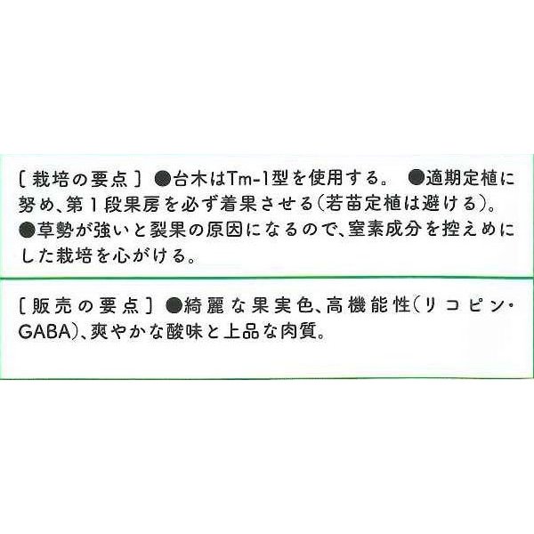 画像3: [トマト/マウロの地中海ミニトマト]　マラケシアンヒップ　100粒　パイオニアエコサイエ ンス　サナテックシード（株） (3)