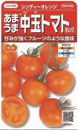 画像: 送料無料　[トマト/中玉トマト]　シンディーオレンジ　13粒　(株)サカタのタネ　実咲550  （002817）