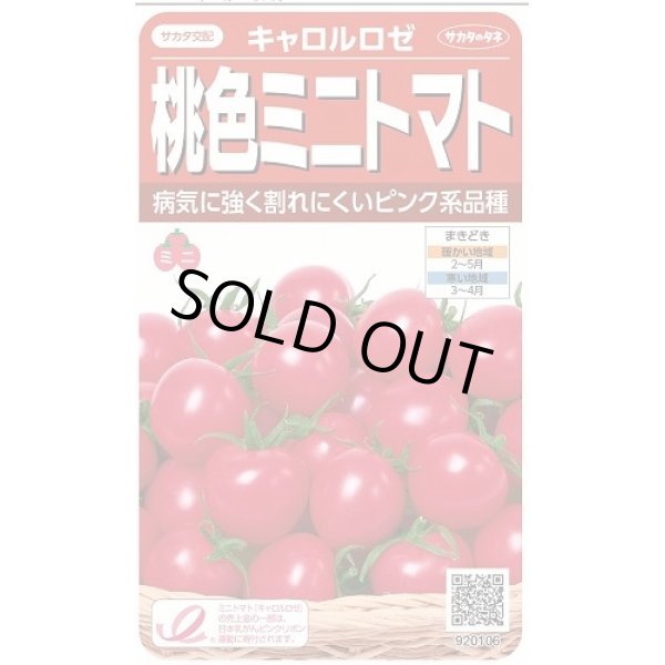 画像1: 送料無料　[トマト/ミニトマト]　キャロルロゼ(すずなりピンク)13粒　(株)サカタのタネ実咲550（002825） (1)