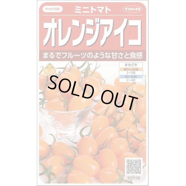 画像1: 送料無料　[トマト/ミニトマト]　オレンジアイコ　13粒　(株)サカタのタネ　実咲550 （002827） (1)