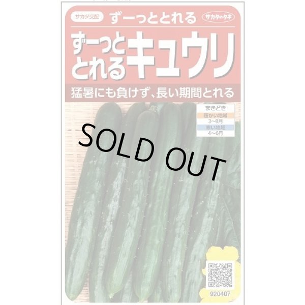 画像1: 送料無料　[キュウリ]　ずーっととれる　約16粒　(株)サカタのタネ　実咲550（002847） (1)