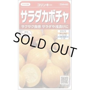 画像: 送料無料　[かぼちゃ]　コリンキー　約10粒　(株)サカタのタネ　実咲（002879）