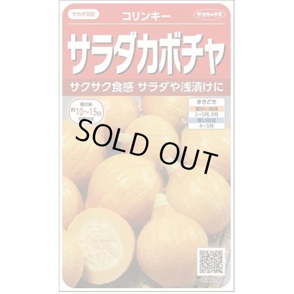 画像1: 送料無料　[かぼちゃ]　コリンキー　約10粒　(株)サカタのタネ　実咲450（002879） (1)