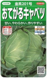 画像: 送料無料　[キャベツ]　金系201号　約65粒　(株)サカタのタネ　実咲450（002912）