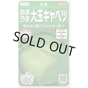 画像: 送料無料　[キャベツ]　冬藍　　(株)サカタのタネ　実咲450（002918）