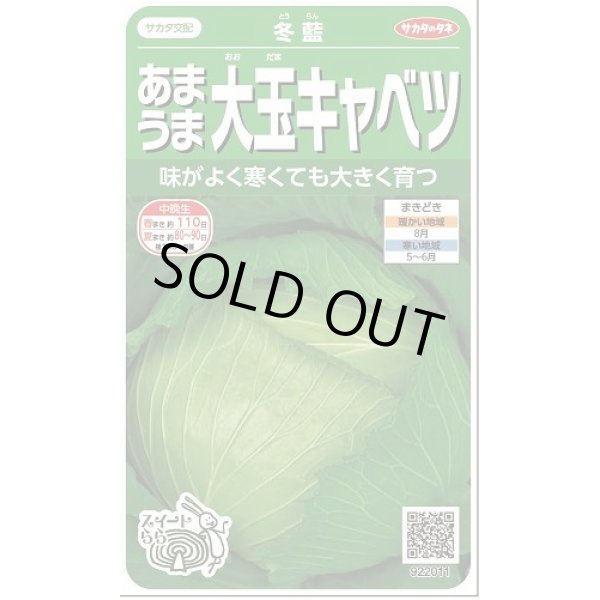 画像1: 送料無料　[キャベツ]　冬藍　　(株)サカタのタネ　実咲450（002918） (1)