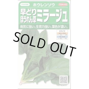 画像: 送料無料　[ほうれんそう]　ミラージュ　約750粒　(株)サカタのタネ　実咲250（003007）