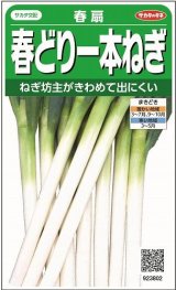 画像: 送料無料　[ねぎ]　春扇　約350粒　(株)サカタのタネ　実咲450（003043）