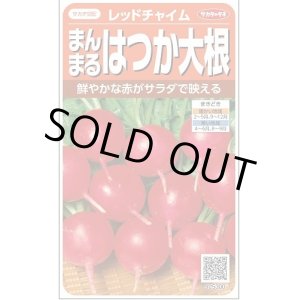 画像: 送料無料　[大根]　はつかだいこん　レッドチャイム　約350粒　(株)サカタのタネ　実咲350（003093）