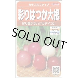 画像: 送料無料　[大根]　はつかだいこん　カラフルファイブ　約350粒　(株)サカタのタネ　実咲250（003094）