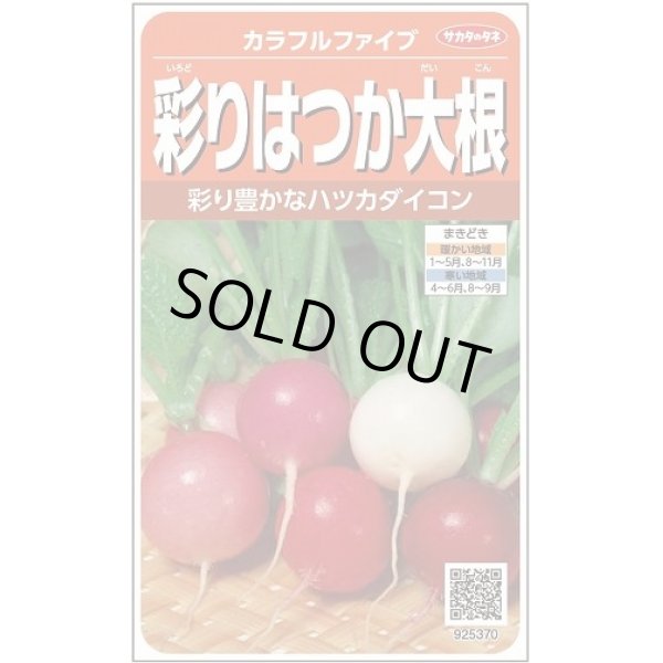 画像1: 送料無料　[大根]　はつかだいこん　カラフルファイブ　約350粒　(株)サカタのタネ　実咲250（003094） (1)