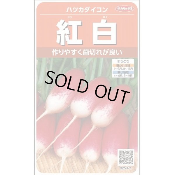 画像1: 送料無料　[大根]　はつかだいこん　紅白　約525粒　(株)サカタのタネ　実咲250（003095） (1)