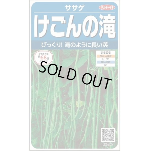 画像1: 送料無料　[豆類]　ササゲ　けごんの滝　約35粒　(株)サカタのタネ実咲250（003126） (1)