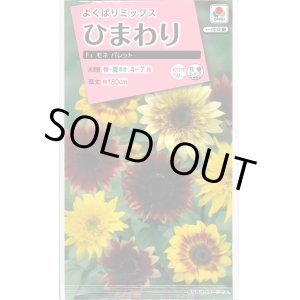 画像: 送料無料　花の種　ひまわり　F1　モネ　パレット　小袋　タキイ種苗(株)