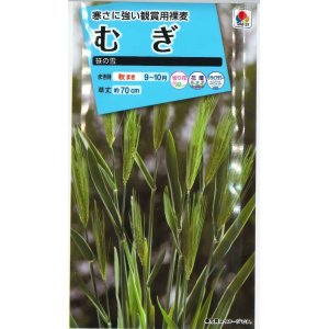 画像: 送料無料　花の種　むぎ　笹の雪　8ml　タキイ種苗(株)