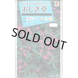 画像: 送料無料　花の種　おじぎ草　小袋　タキイ種苗(株)