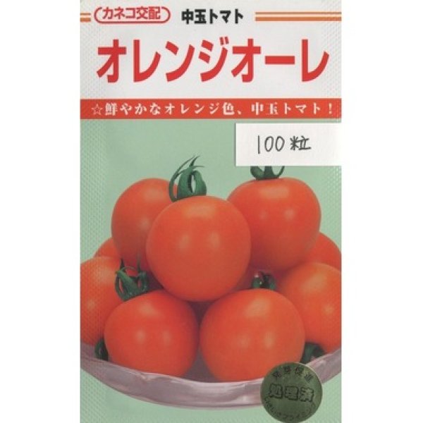 画像1: 送料無料　[トマト/中玉トマト]　オレンジオーレ　100粒　カネコ交配 (1)