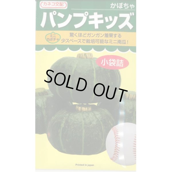 画像1: 送料無料　[かぼちゃ]　ミニカボチャ　パンプキッズ　10粒　カネコ交配 (1)