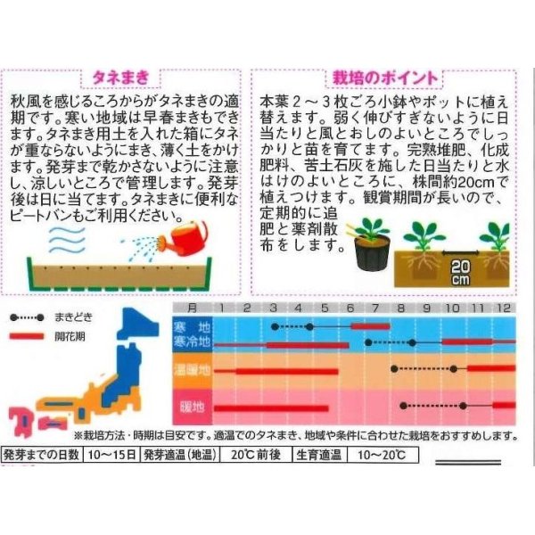 画像2: 送料無料　花の種　パンジー　パシオ　イエローブロッチ　約34粒　(株)サカタのタネ　実咲350（026141） (2)