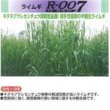 画像2: [緑肥]　ライ麦　R-007　1kg　雪印種苗(株) (2)