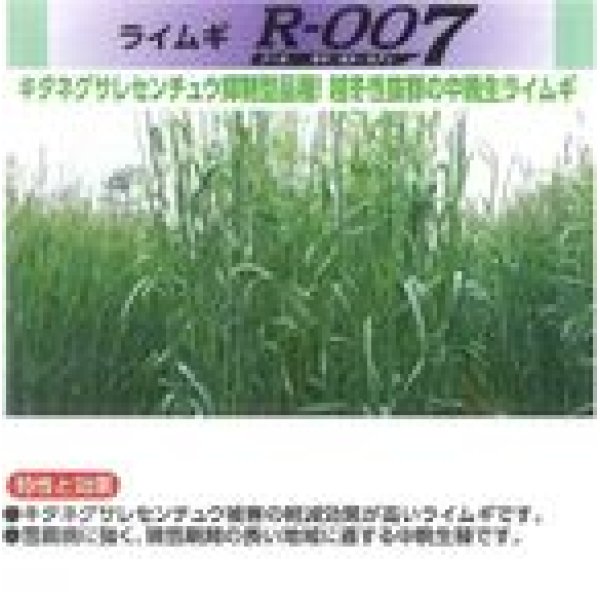 画像2: [緑肥]　ライ麦　R-007　1kg　雪印種苗(株) (2)