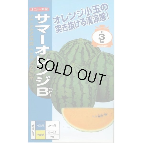 画像1: 送料無料　[スイカ]　小玉スイカ　サマーオレンジB　200粒　ナント種苗(株) (1)