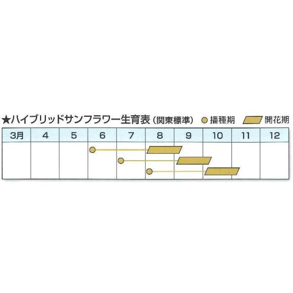 画像3: [景観形成作物]　ヒマワリ　ハイブリッドサンフラワーNEO　200g　カネコ種苗 (3)