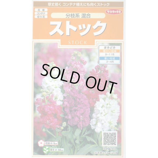 画像1: 送料無料　花の種　ストック　分枝系混合　約22粒　(株)サカタのタネ　実咲200（026336） (1)