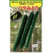 画像1: 送料無料　[キュウリ]　つやみどり　15粒　トキタ種苗(株) (1)