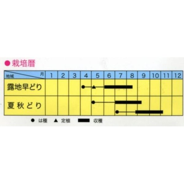 画像2: 送料無料　[キュウリ]　つやみどり　15粒　トキタ種苗(株) (2)