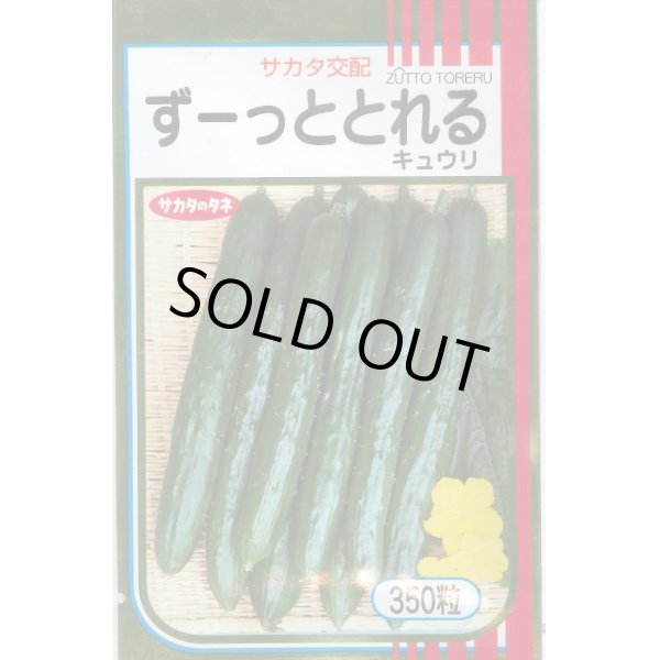 画像1: 送料無料　[キュウリ]　ずーっととれる　350粒　(株)サカタのタネ (1)