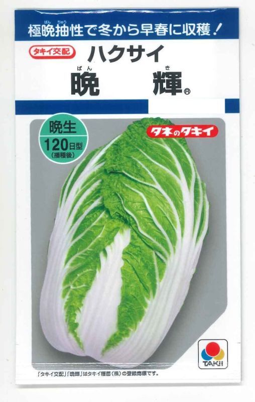 白菜] 晩輝 2ｍｌ タキイ種苗（株） DF(野菜種/白菜)グリーンロフト