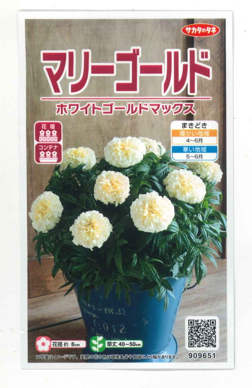 花の種 マリーゴールド ホワイトゴールドマックス 約30粒 （株）サカタ