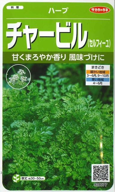 送料無料　[ハーブの種]　チャービル(セルフィーユ)　約800粒　サカタのタネ　実咲